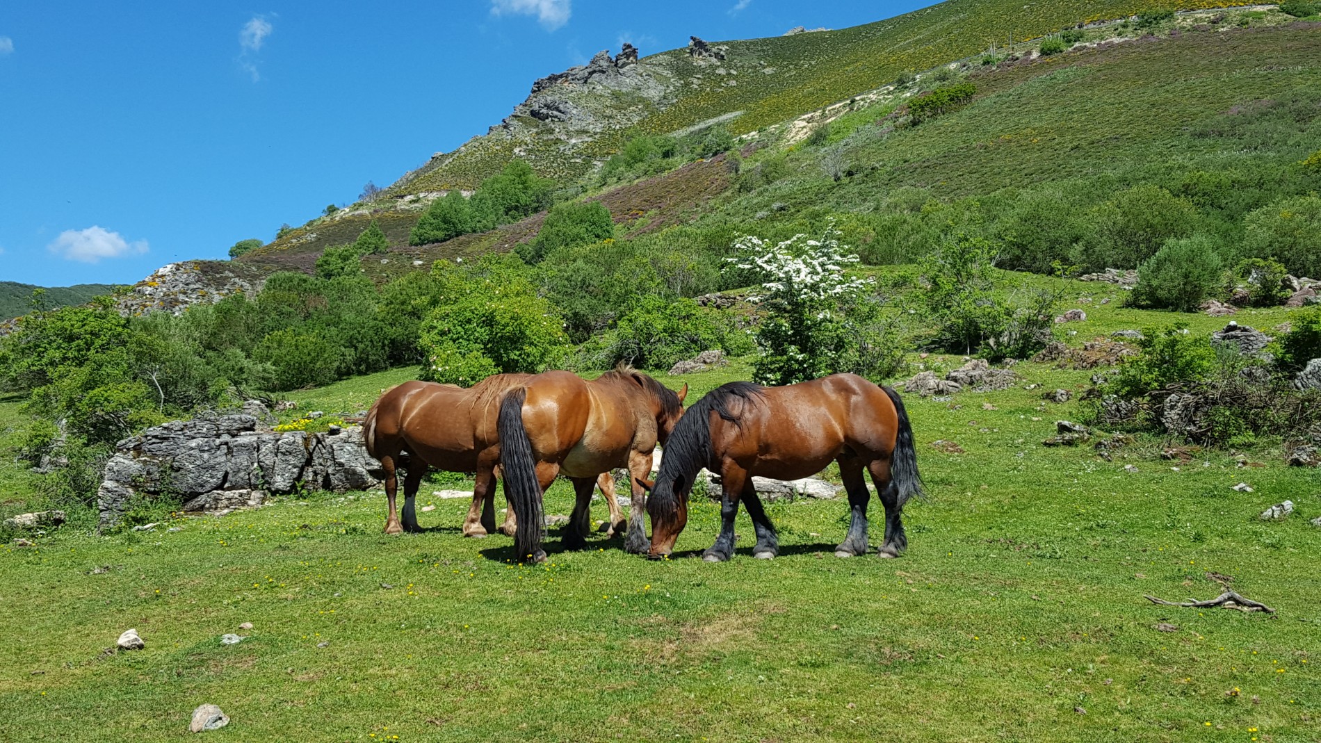 A herd of horses grazing on a hill covered in greenery in the Babia Region, Leon, Spain